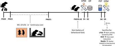 Early life stress exacerbates behavioural and neuronal alterations in adolescent male mice lacking methyl-CpG binding protein 2 (Mecp2)